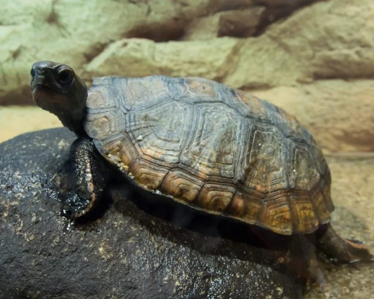 🏞️ 카와조코 연못